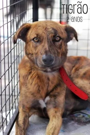 Cachorro raça SRD idade 2 anos nome Tigrão