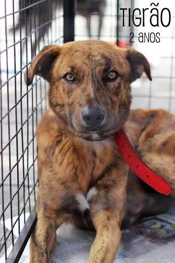 Cachorro ra a SRD idade 2 anos nome Tigrão