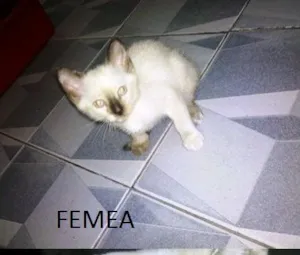 Gato raça VIRALATA idade 2 a 6 meses nome MAIA