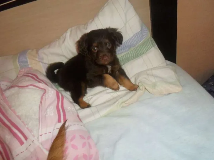 Cachorro ra a não sei idade Abaixo de 2 meses nome não tem