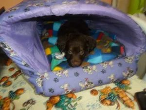 Cachorro raça não sei idade Abaixo de 2 meses nome não tem