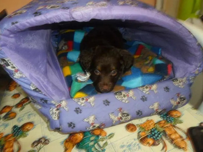 Cachorro ra a não sei idade Abaixo de 2 meses nome não tem