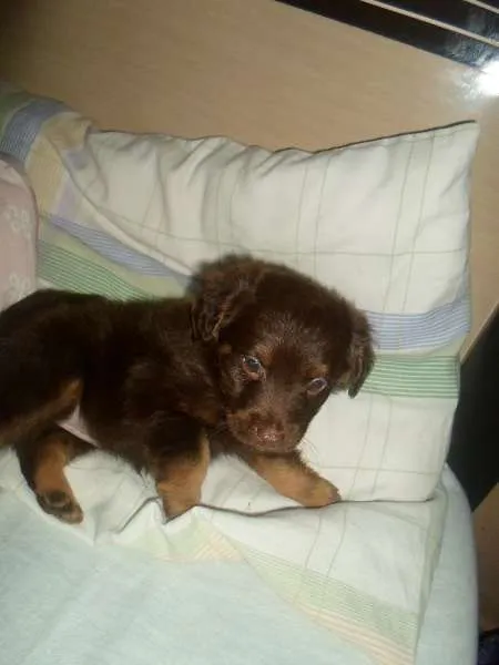 Cachorro ra a não sei idade Abaixo de 2 meses nome não tem