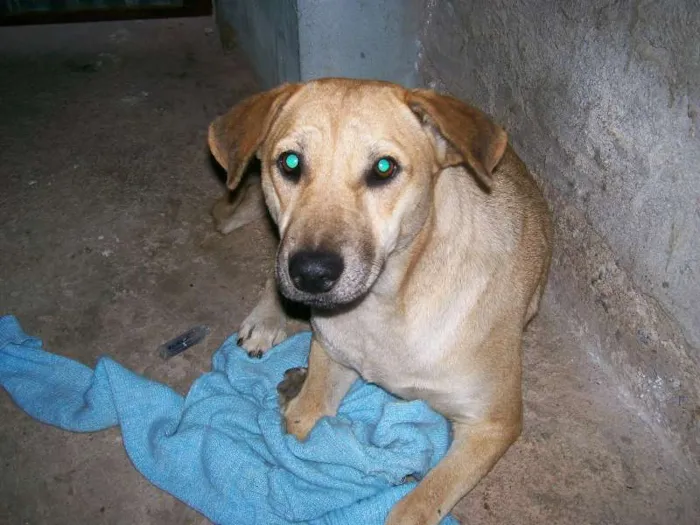 Cachorro ra a vira lata idade 1 ano nome menina