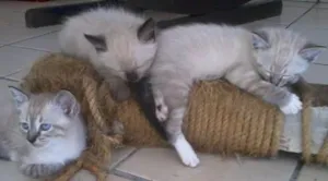 Gato raça  idade Abaixo de 2 meses nome Branquinha