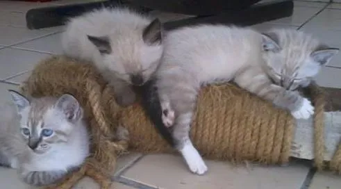 Gato ra a  idade Abaixo de 2 meses nome Branquinha