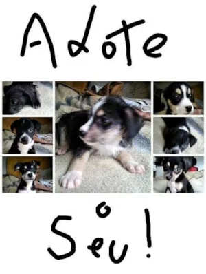 Cachorro raça SRD idade Abaixo de 2 meses nome Não tem nome