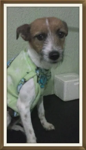 Cachorro raça SRD idade 1 ano nome carmem