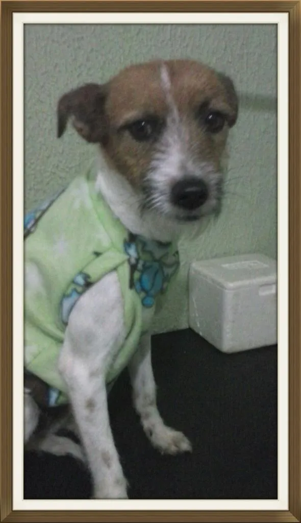 Cachorro ra a SRD idade 1 ano nome carmem