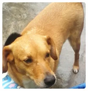 Cachorro raça SRD idade 2 anos nome malow