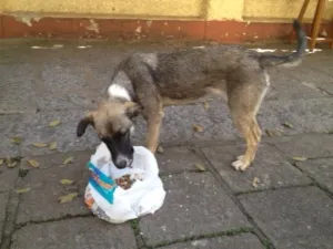 Cachorro raça srd idade 1 ano nome nina