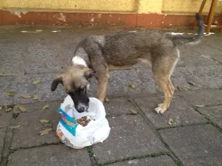 Cachorro ra a srd idade 1 ano nome nina