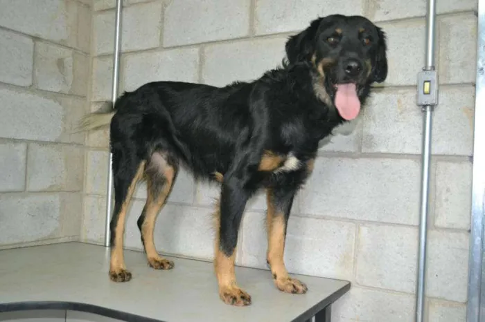 Cachorro ra a SRD idade 2 anos nome BARTY
