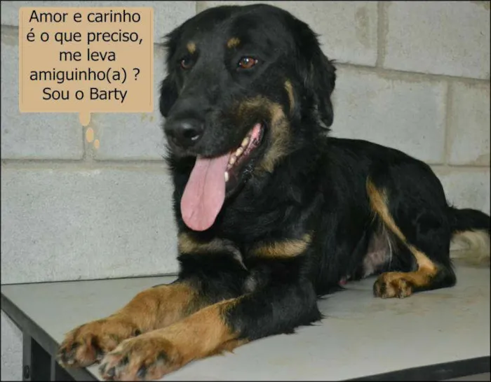 Cachorro ra a SRD idade 2 anos nome BARTY