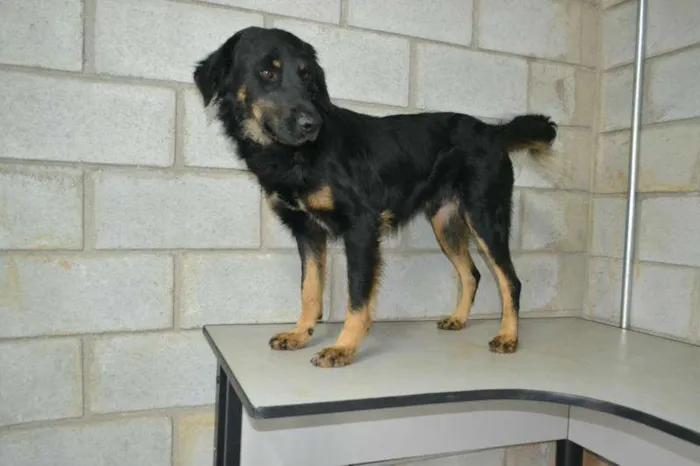 Cachorro ra a SRD idade 2 anos nome BARTY