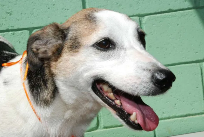 Cachorro ra a SRD idade 3 anos nome BILLY
