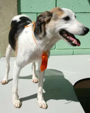 Cachorro raça SRD idade 3 anos nome BILLY