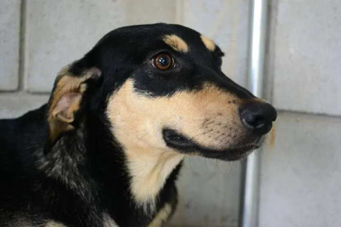 Cachorro ra a SRD idade 1 ano nome LILICA - LINDA, MEI