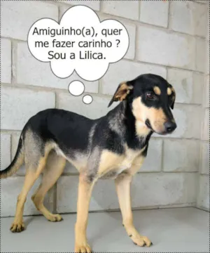 Cachorro raça SRD idade 1 ano nome LILICA - LINDA, MEI