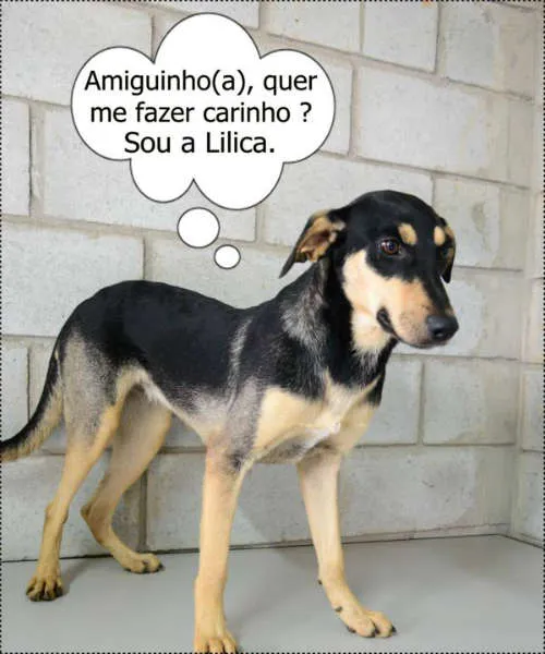 Cachorro ra a SRD idade 1 ano nome LILICA - LINDA, MEI