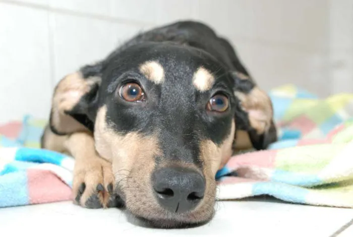 Cachorro ra a SRD idade 1 ano nome LILICA - LINDA, MEI