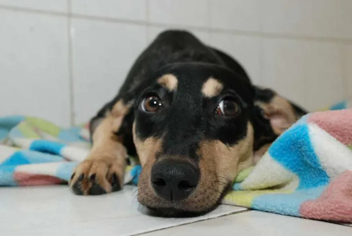 Cachorro ra a SRD idade 1 ano nome LILICA - LINDA, MEI