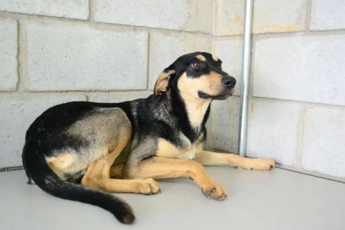 Cachorro ra a SRD idade 1 ano nome LILICA - LINDA, MEI