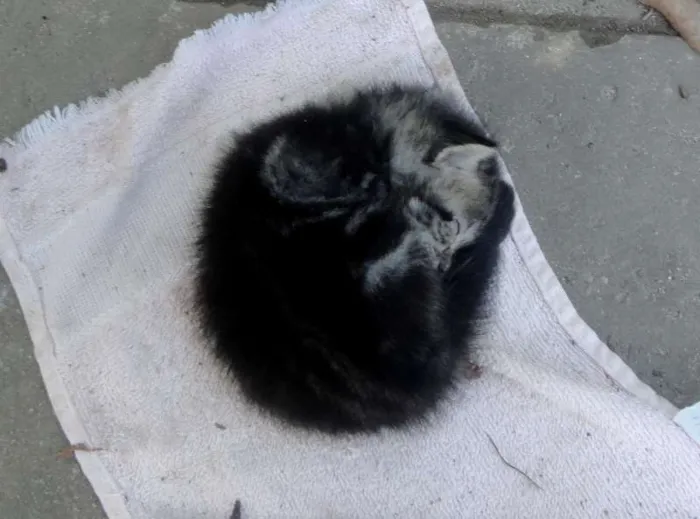 Gato ra a sem raça idade Abaixo de 2 meses nome sem nome definido