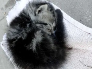 Gato raça sem raça idade Abaixo de 2 meses nome sem nome definido