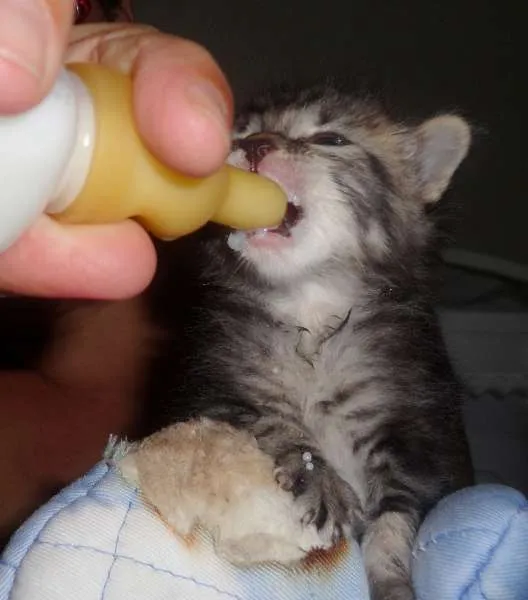 Gato ra a sem raça idade Abaixo de 2 meses nome sem nome definido