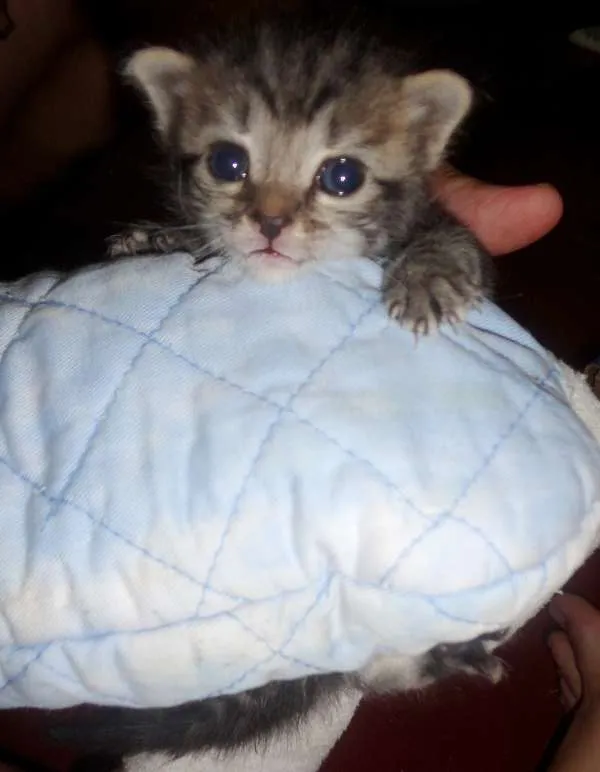 Gato ra a sem raça idade Abaixo de 2 meses nome sem nome definido