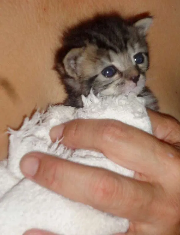 Gato ra a sem raça idade Abaixo de 2 meses nome sem nome definido