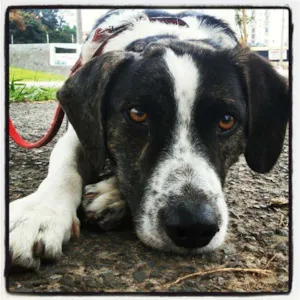 Cachorro raça SRD - Border Collie idade 1 ano nome Freddy