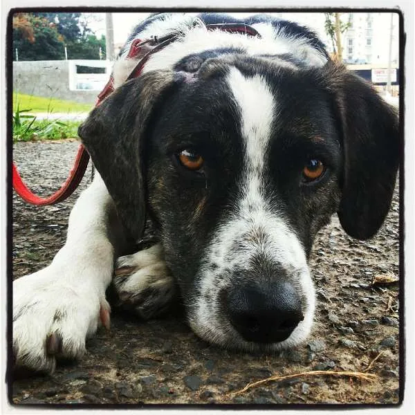 Cachorro ra a SRD - Border Collie idade 1 ano nome Freddy