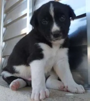 Cachorro raça srd idade Abaixo de 2 meses nome sem nome 