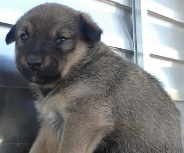 Cachorro ra a SRD idade Abaixo de 2 meses nome sem nome 