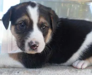 Cachorro ra a SRD idade Abaixo de 2 meses nome sem nome 