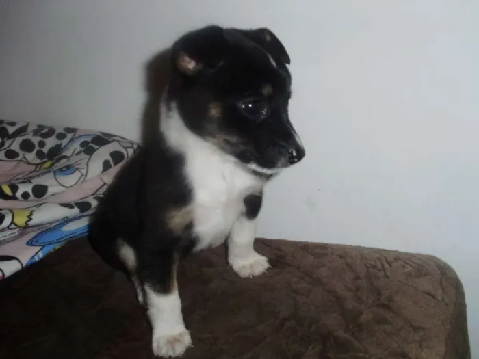 Cachorro ra a SRD idade Abaixo de 2 meses nome Pixote