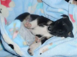 Cachorro raça SRD idade Abaixo de 2 meses nome Pixote