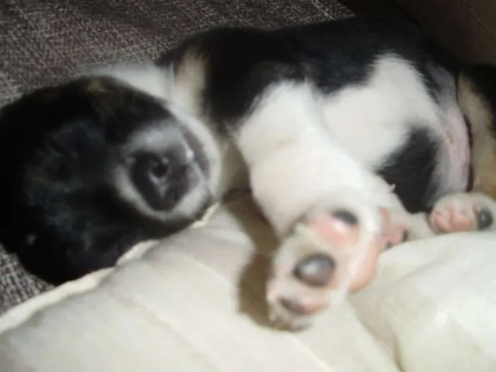Cachorro ra a SRD idade Abaixo de 2 meses nome Pixote