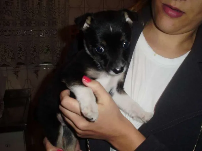 Cachorro ra a SRD idade Abaixo de 2 meses nome Pixote