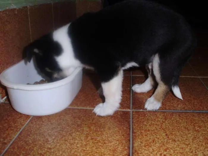 Cachorro ra a SRD idade Abaixo de 2 meses nome Pixote