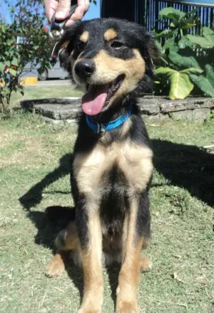Cachorro raça SRD idade 1 ano nome Eike