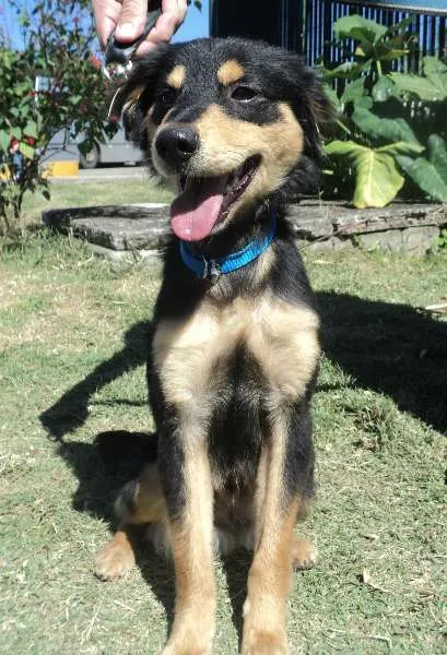 Cachorro ra a SRD idade 1 ano nome Eike