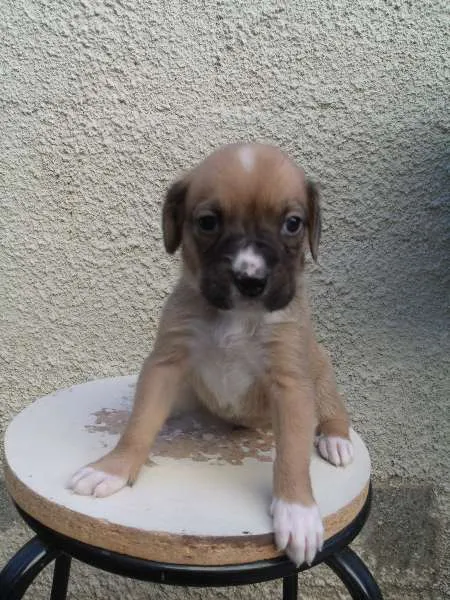 Cachorro ra a SRD idade Abaixo de 2 meses nome Sem nome