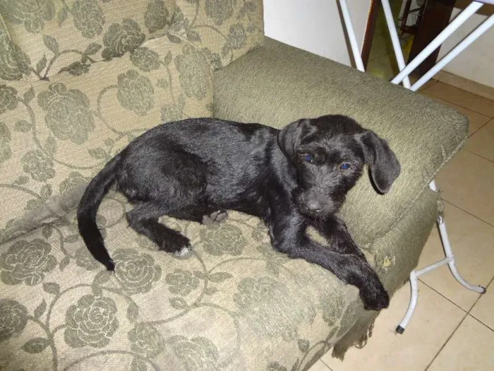 Cachorro raça INDEFINIDA idade 1 ano nome NEGUINHA