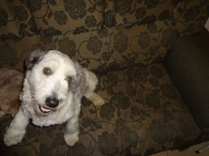 Cachorro raça Indefinida idade 1 ano nome Panda