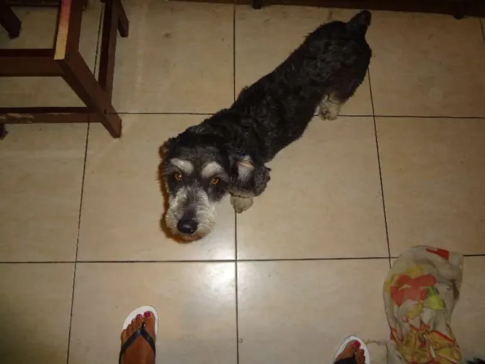 Cachorro raça Indefinida idade 1 ano nome João