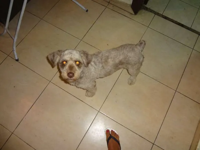 Cachorro raça Indefinida idade 1 ano nome Café