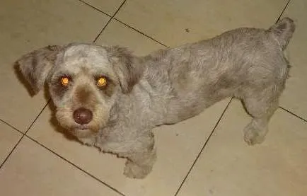 Cachorro raça Indefinida idade 1 ano nome Café